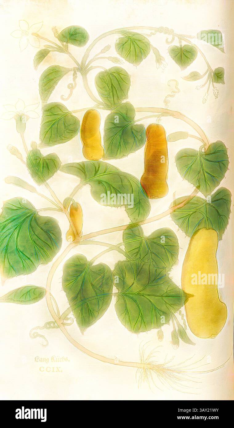 Une illustration botanique représentant une vigne traînante ornée de feuilles vertes luxuriantes et de fruits jaunâtres allongés. La composition met en évidence les détails complexes du feuillage et des modèles de croissance de la plante, soulignant sa beauté naturelle., longues citrouilles, fig. 211, CCIX, Capitel ci-CL., Leonhart Fuchs : New Kreuterbuch, in welchem nit allein die gantz histori, das ist, namen, gestalt, statt und zeit der wachsung [...] des meysten theyls der Kreuter SO in Teutschen und andern Landen wachsen, [...] beschriben, sonder auch aller derselben wurtzel, stengel, [...] contrayt und contayt und. Base Banque D'Images