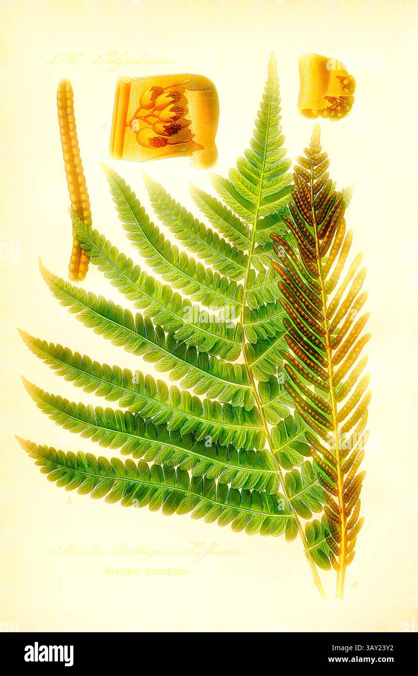 Une collection de feuilles de fougère détaillées et détaillées, accompagnées d'illustrations botaniques d'autres spécimens de plantes, mettant en valeur la beauté et la diversité de la végétation., fougère à autruche allemande, Onoclea Struthiopteris Hoffmann - fougère à autruche allemande, famille : 2. Polypodiaceae - famille des champignons ponctués, pl. 12, après p. 40 (vol. 1), 1886, Otto Wilhelm Thomé : Prof. Dr. Thomé's Flora von Deutschland, Österreich und der Schweiz in Wort und Bild. Gera-Untermhaus : Verlag von le père Eugen Köhler, [1886]., Art classique avec une touche moderne réinventé par Artotop Banque D'Images