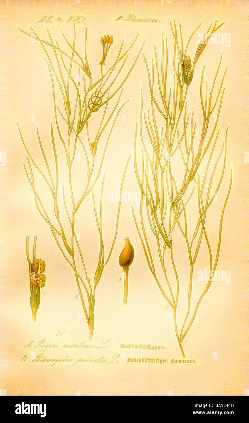 Une illustration présentant des dessins botaniques de plantes minces, mettant en valeur leurs tiges délicates, petites fleurs et gousses de graines. Les représentations détaillées comprennent des parties étiquetées, mettant en évidence les structures complexes de l'espèce., Seestrands ruppie et pondweed filamenteux, A : Ruppia maritima L. - Seestrands-Ruppie, Strand-Salde, B : Potamogeton pectinatus L. - Filefree Laichkraut, Crested Laichkraut ou Crested Laichkraut, Family : 16. Potamiaceae - Seedweed Family, TAF., 31, après p. 74 (vol. 1), 1886, Otto Wilhelm Thomé : Prof. Dr Thomé's Flora von Deutschland, Österreich und der Schweiz in Wort Banque D'Images
