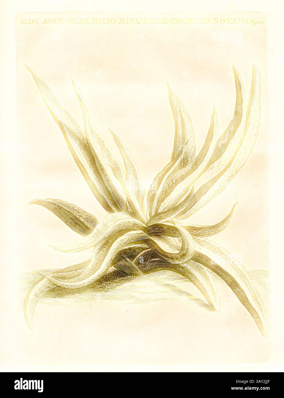 Une illustration détaillée d'une plante d'aloès, mettant en valeur ses feuilles allongées et gracieusement cintrées qui présentent une variété de textures et de nuances, suggérant un sentiment de profondeur et de beauté naturelle., feuille d'aloès lisse African-minute CAVITES Donate, Crassula capitella Thunb., ssp., thyrsiflora (Thunb.) Toelken, Fig. 25, après p. 76, p. 139, 1703, Caspari Commelin ... Praeludia botanica ad publicas plantarum exoticarum démonstrationes, dicta in horto medico ... his accedunt plantarum rariorum et exoticarum in praeludiis botanicis recensitarum, icones & descriptiones. Lugduni Batavorum : apud Banque D'Images Une illustration détaillée d'une plante d'aloès, mettant en valeur ses feuilles allongées et gracieusement cintrées qui présentent une variété de textures et de nuances, suggérant un sentiment de profondeur et de beauté naturelle., feuille d'aloès lisse African-minute CAVITES Donate, Crassula capitella Thunb., ssp., thyrsiflora (Thunb.) Toelken, Fig. 25, après p. 76, p. 139, 1703, Caspari Commelin ... Praeludia botanica ad publicas plantarum exoticarum démonstrationes, dicta in horto medico ... his accedunt plantarum rariorum et exoticarum in praeludiis botanicis recensitarum, icones & descriptiones. Lugduni Batavorum : apud Banque D'Images