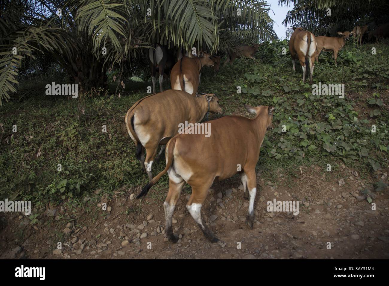 29 août 2016 - Solok Selatan, West Sumatera, Indonésie - West Sumatera, Indonésie, 04 septembre 2016 : vaches détenues et entretenues par des employés de PT. TKA, parfois les vaches ont été mangées par le tigre Sumateran qui vivent à la forrest de conservation qui sont autorisés par PT. TKA, la société donnera alors une compensation au propriétaire de la vache. L'huile de palme est un type d'huile végétale comestible dérivée du fruit du palmier, cultivé sur le palmier à huile africain. Les palmiers à huile sont originaires d'Afrique de l'Ouest, mais peuvent prospérer partout où la chaleur et les précipitations sont abondantes. Aujourd'hui, l'huile de palme est cultivée partout Banque D'Images