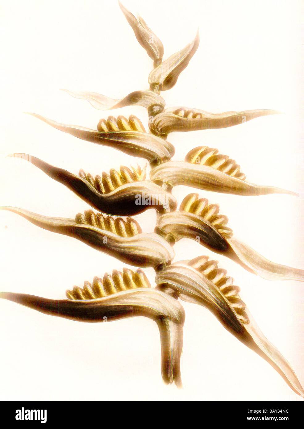 Une représentation délicate et stylisée d'une plante avec des feuilles allongées et des grappes de petits traits arrondis, mettant en valeur un design gracieux et organique qui souligne sa beauté naturelle., Ravenala fruit Diet, fruits de l'arbre du voyageur, signé : P. Sonnerat pinx, Milsan Sculp, PL. 126, avant p. 223 (vol. 2), Sonnerat, Pierre M. (pinx.) ; Milsan (Sculp.), 1782, Sonnerat, Pierre ;, Art classique avec une touche moderne réinventée par Artotop Banque D'Images