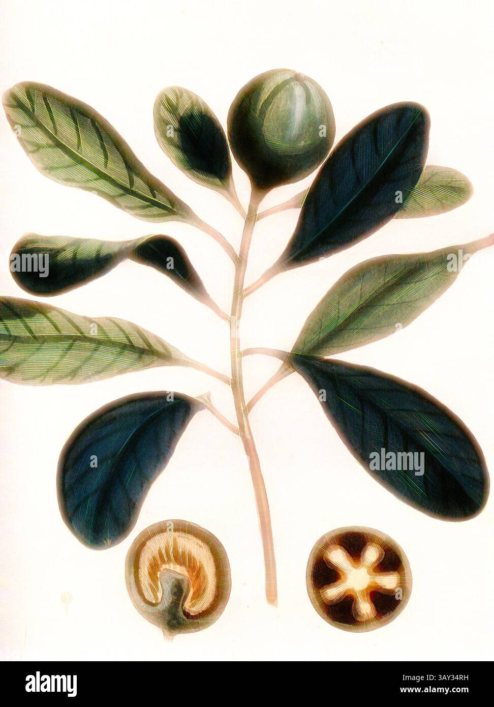 Illustration botanique représentant une branche aux feuilles vertes luxuriantes et un fruit rond, accompagnée de coupes transversales du fruit mettant en valeur sa structure interne., Ravensara, plante laurier avec fruits, signé : P. Sonnerat pinx, poisson Sculp, PL. 127, après p. 226 (Vol. 2), Sonnerat, Pierre M. (pinx.) ; poisson, Jean-Baptiste Marie (Sculp.), 1782, Sonnerat, Pierre ;, Art classique avec une touche moderne réinventée par Artotop Banque D'Images