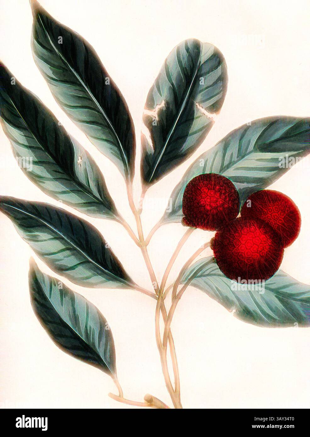 Un arrangement délicat de feuilles vertes luxuriantes entourant des grappes vibrantes de fruits rouges et texturés, mettant en valeur la beauté des détails complexes de la nature., Litchi, branche avec des fruits d'un lychee tree, signé : P. Sonnerat pinx, Milsan Sculp, PL. 129, après p. 230 (vol. 2), Sonnerat, Pierre M. (pinx.) ; Milsan (sculp.), 1782, Sonnerat, Pierre ;, Art classique avec une touche moderne réinventée par Artotop Banque D'Images