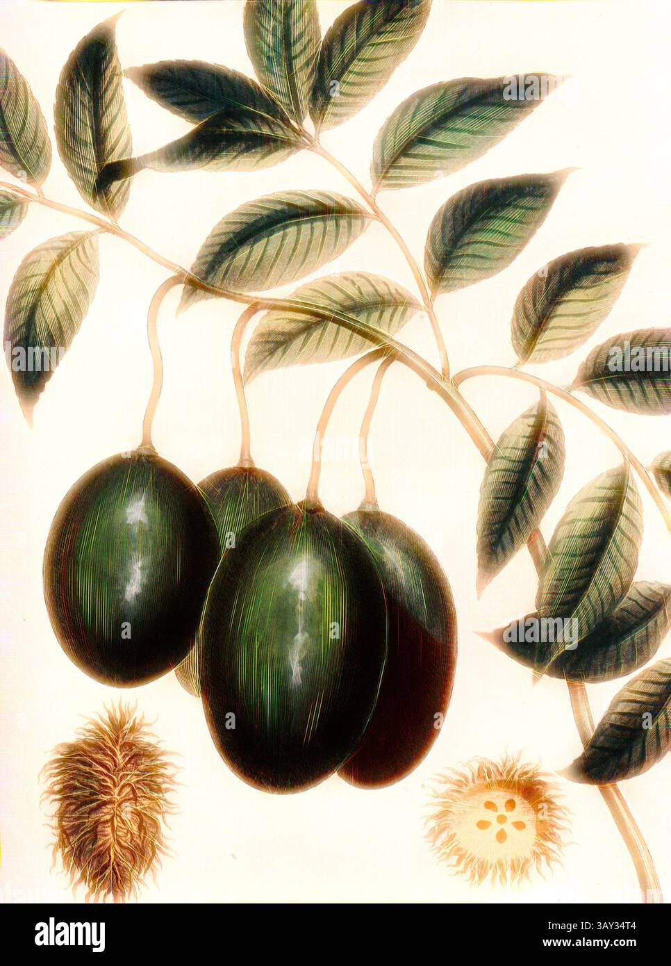 Une branche ornée de trois avocats mûrs, nichée au milieu de feuilles vertes vibrantes, aux côtés d'illustrations détaillées de leurs graines et fleurs distinctives., Hevi ou arbre Kythira, prune or ou arbre de l'île de Kythira, signé : P. Sonnerat pinx, Milsan Sculp, PL. 123, après p. 222 (vol. 2), Sonnerat, Pierre M. (pinx.) ; Milsan (sculp.), 1782, Sonnerat, Pierre ;, Art classique avec une touche moderne réinventée par Artotop Banque D'Images