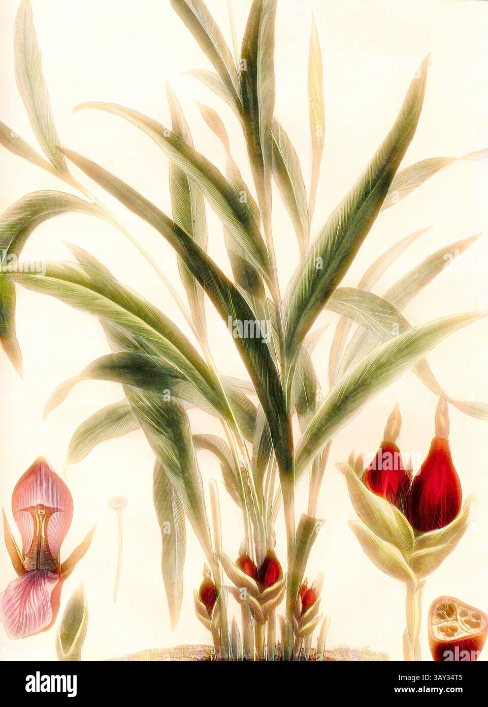 Une illustration complexe mettant en valeur des feuilles vertes vibrantes aux côtés de fleurs et de bourgeons délicats, soulignant la beauté et les détails de la vie végétale., Grande cardamome de Madagascar, Grande cardamome de Madagascar, signé : P. Sonnerat pinx, poisson Sculp, PL. 137, après p. 242 (Vol. 2), Sonnerat, Pierre M. (pinx.) ; poisson, Jean-Baptiste Marie (Sculp.), 1782, Sonnerat, Pierre ;, Art classique avec une touche moderne réinventée par Artotop Banque D'Images