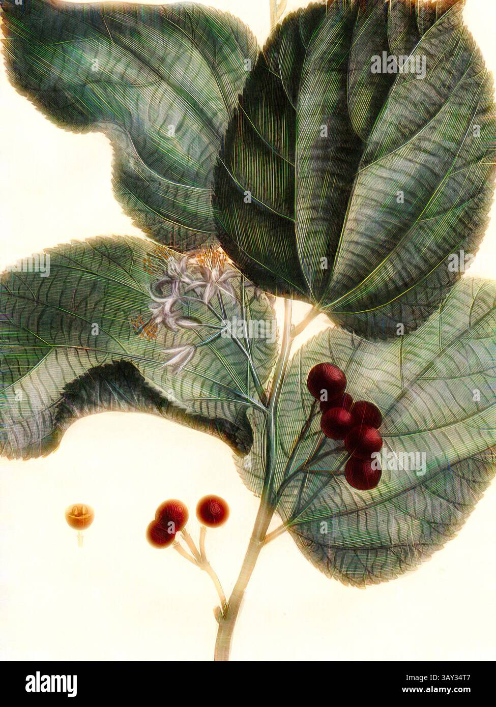 Une illustration botanique détaillée avec des feuilles vertes luxuriantes ornées de délicates fleurs blanches et de grappes de riches baies rouges, mettant en valeur les textures et les motifs complexes du feuillage., J'ai manqué, Star Bush (Grewia asiatica), signé : P. Sonnerat pinx, poisson Sculp, PL. 138, après p. 244 (Vol. 2), Sonnerat, Pierre M. (pinx.) ; poisson, Jean-Baptiste Marie (Sculp.), 1782, Sonnerat, Pierre ;, Art classique avec une touche moderne réinventée par Artotop Banque D'Images