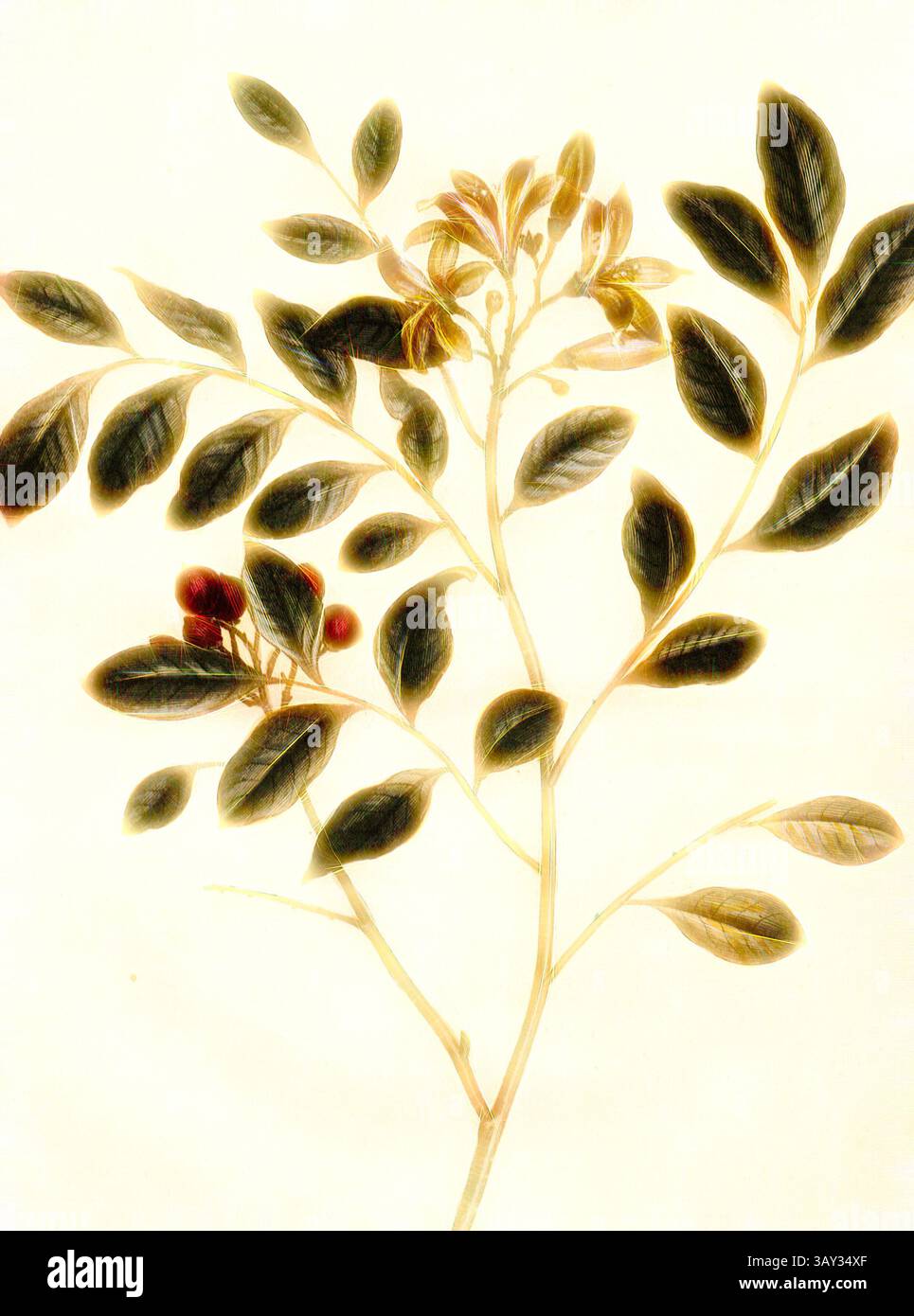 Une branche délicate présentant des feuilles vertes luxuriantes, avec des grappes de baies et des fleurs en herbe, exsudant un sentiment de beauté et de vitalité de la nature., Marse'na, marais Marsana (Marsana buxifolia), signé : P. Sonnerat pinx, Milsan sculp, pl. 139, avant p. 245 (vol. 2), Sonnerat, Pierre M. (pinx.) ; Milsan (Sculp.), 1782, Sonnerat, Pierre ;, Art classique avec une touche moderne réinventée par Artotop Banque D'Images