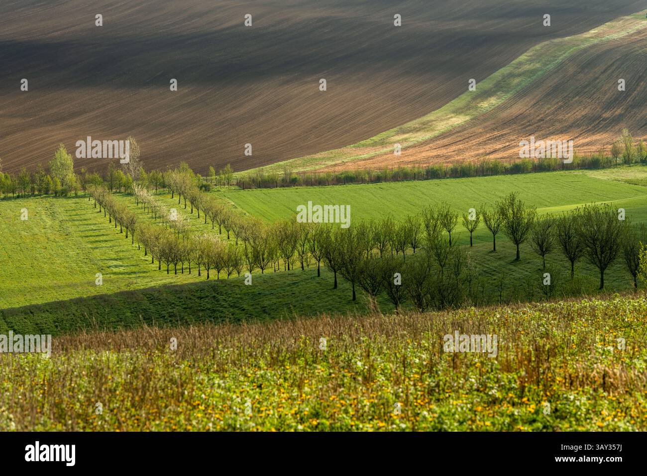 Orchand et collines ondulantes au printemps dans les terres agricoles de Moravie, République tchèque Banque D'Images