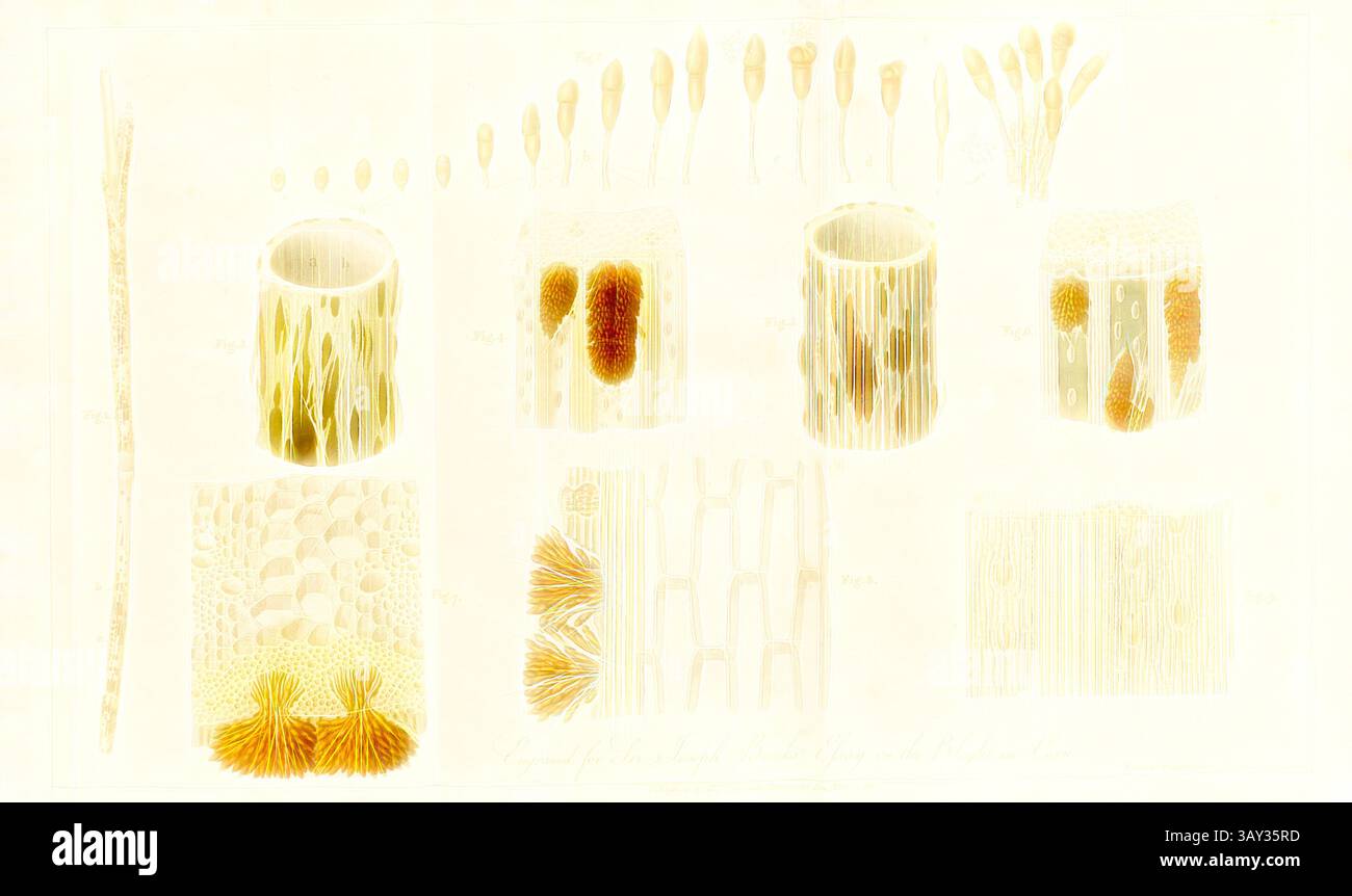Une série d'illustrations botaniques représentant diverses structures végétales, présentant des représentations détaillées des cellules et des tissus. L'œuvre met en évidence les motifs complexes et les textures trouvés dans la nature, mettant l'accent sur la diversité de la vie végétale., The Brought in Corn, mildiou at the grain, signé : dessiné par Francis Bauer ; gravé par F. Sansom ; Pub, par H.D. Symonds, planche 7, p. 14, Bauer, Francis (dessin) ; Sansom, F. (gravure) ; Symonds, H. D. (publ.), William Curtis : observations pratiques des herbes britanniques, en particulier celles qui sont les mieux adaptées à la pose ou à l'amélioration des prairies et Banque D'Images
