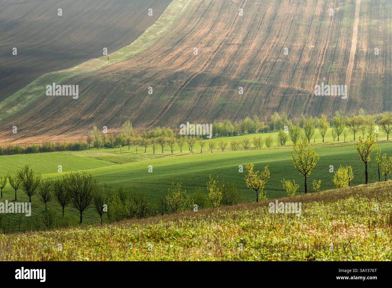 Orchand et collines ondulantes au printemps dans les terres agricoles de Moravie, République tchèque Banque D'Images