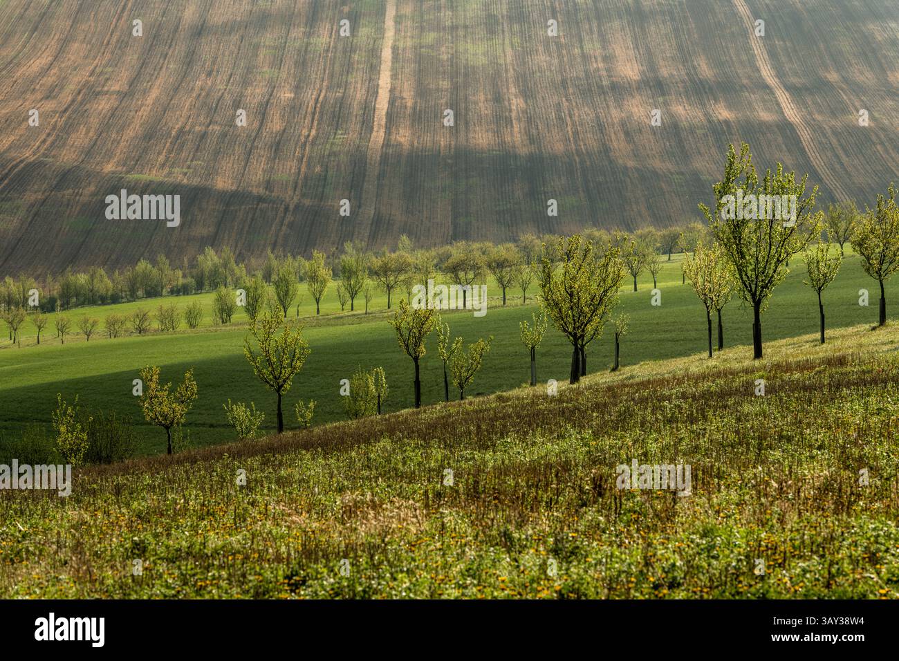 Orchand et collines ondulantes au printemps dans les terres agricoles de Moravie, République tchèque Banque D'Images