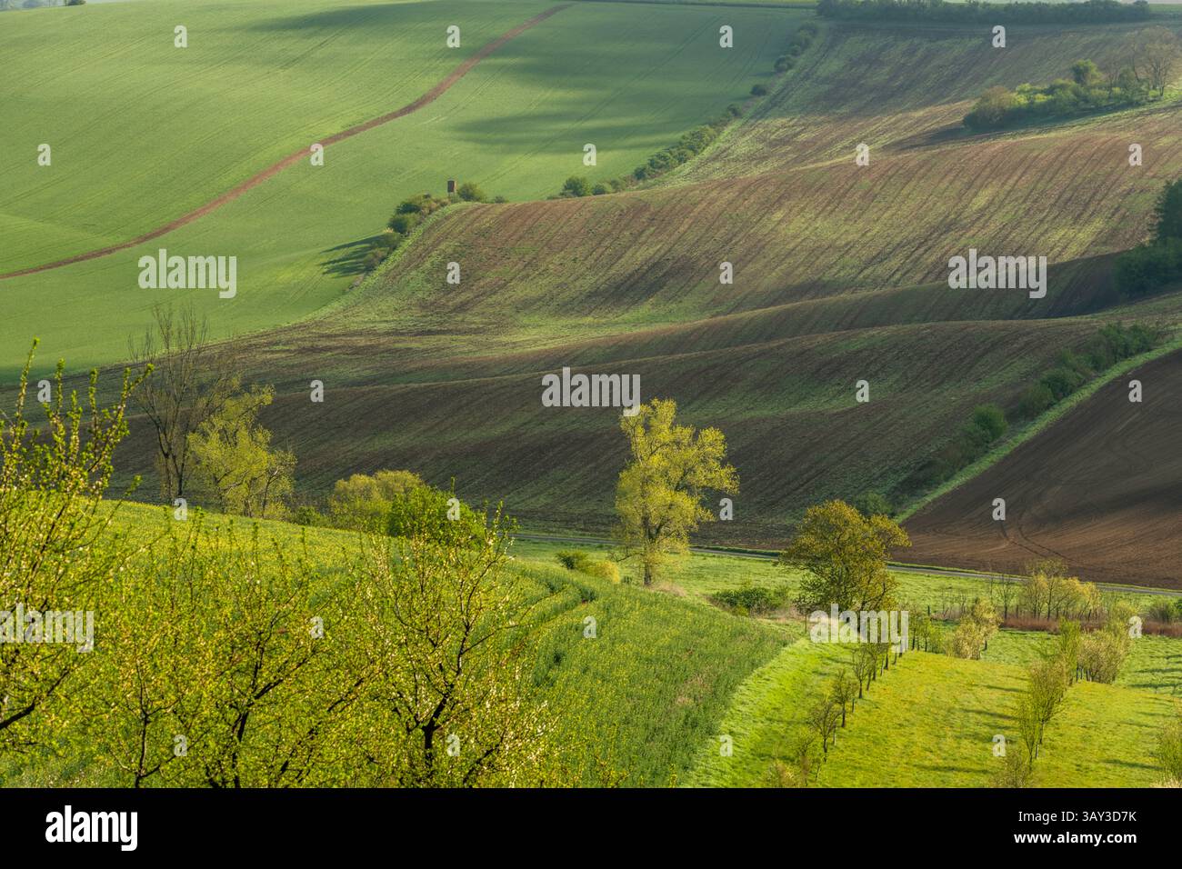 Orchand et collines ondulantes au printemps dans les terres agricoles de Moravie, République tchèque Banque D'Images