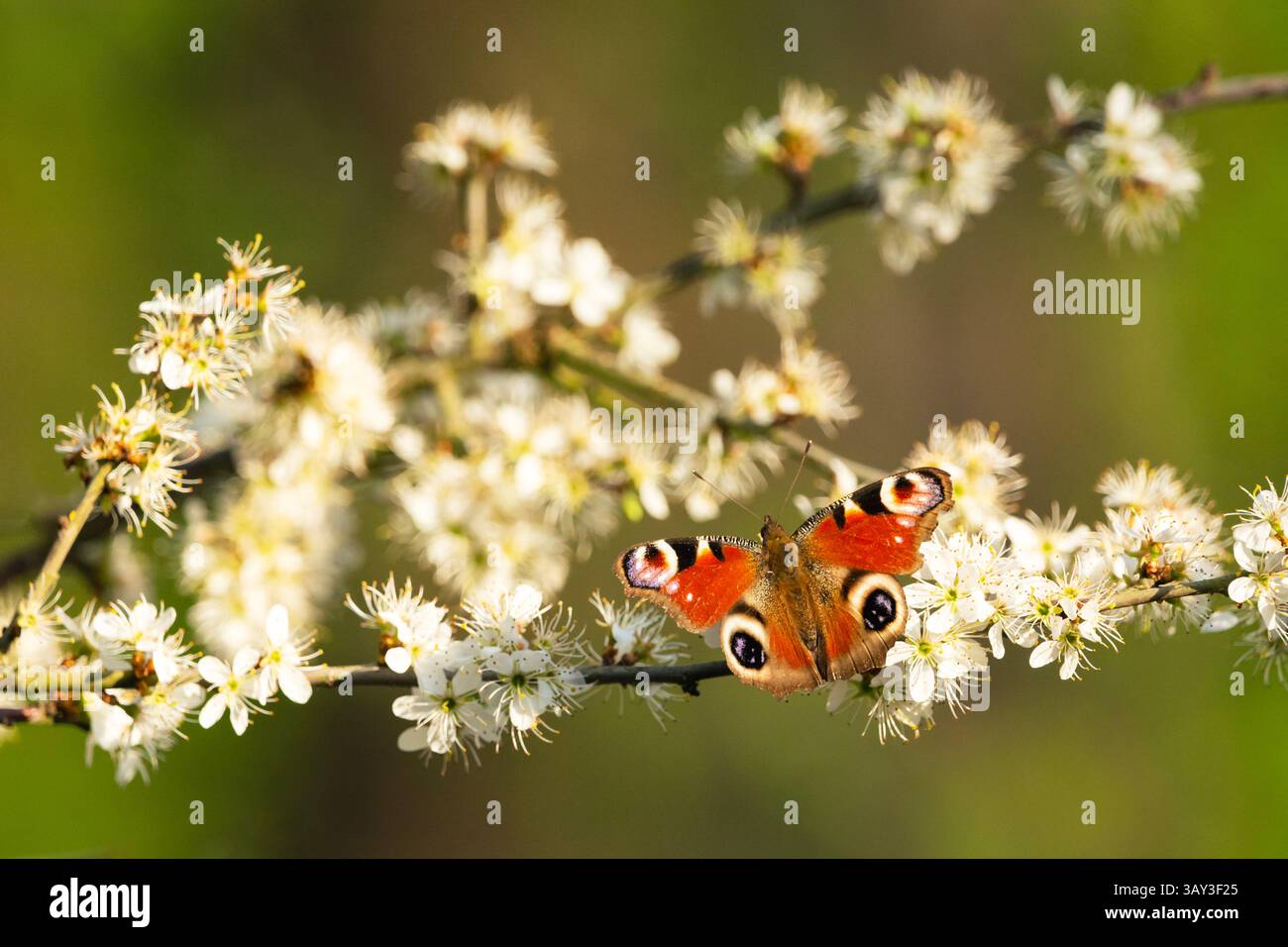 Un papillon paon est assis sur une branche d'un arbre fruitier avec des fleurs blanches, jour de printemps, Pologne orientale Banque D'Images