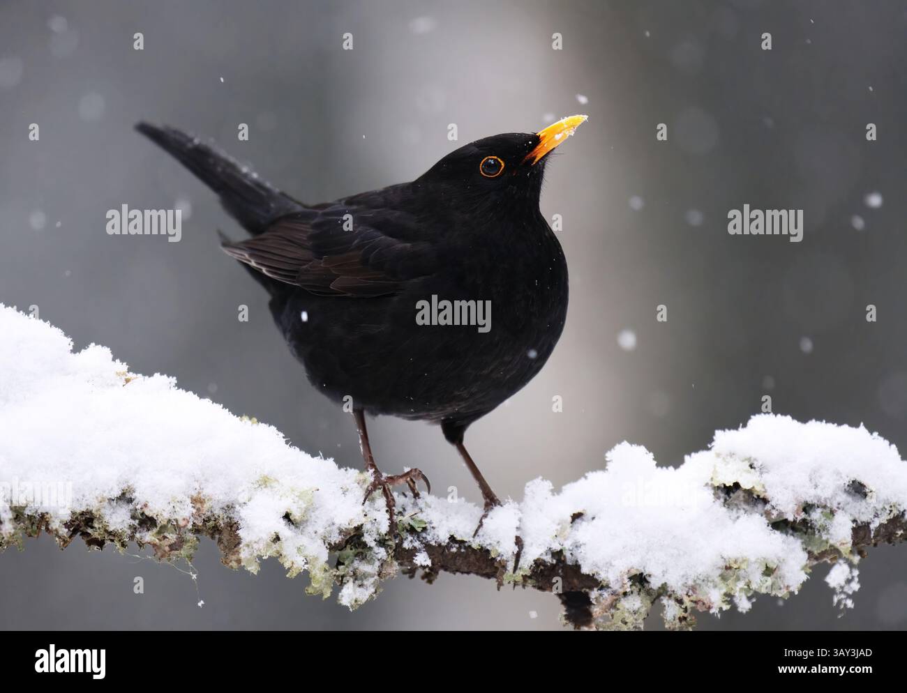 Mâle Eurasien ou mâle noirceur commun (Turdus merula) en chute de neige assis sur une branche au début du printemps. Banque D'Images
