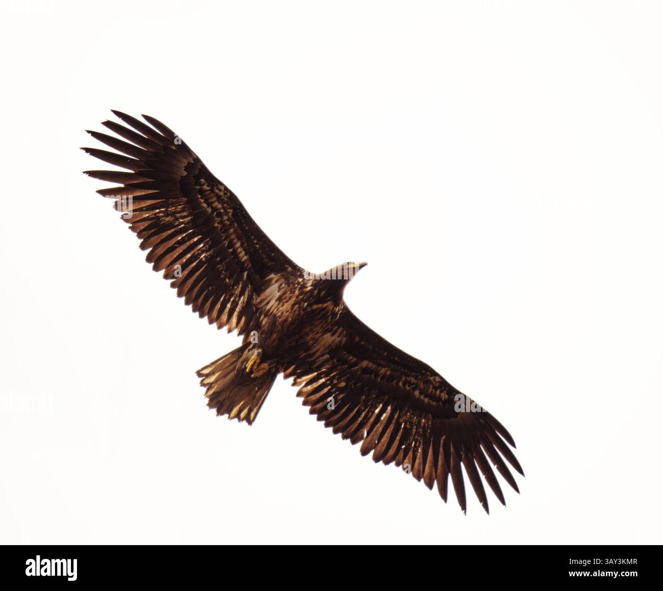 Aigle à queue blanche (Haliaeetus albicilla) juvénile volant dans le ciel au printemps. Banque D'Images