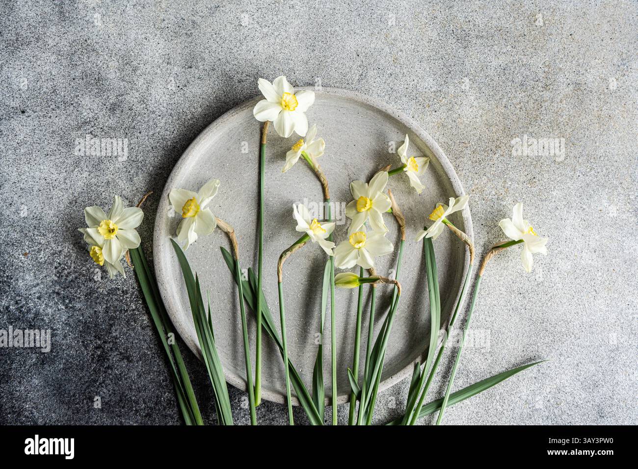 Vue de dessus de jonquilles blanches fraîches artistiquement disposées sur une plaque grise circulaire, placées sur un fond gris texturé. Les fleurs capturent un serein Banque D'Images