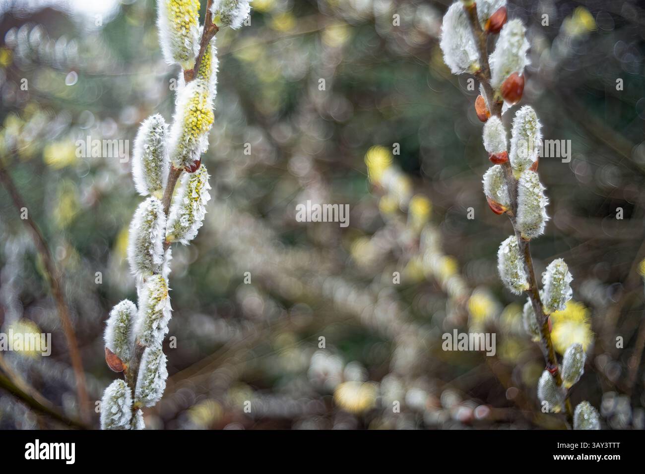 Un gros plan détaillé des bourgeons de fleurs de saule, enveloppés dans le gel, avec un fond naturel légèrement flou qui met en valeur les textures délicates du p glacé Banque D'Images