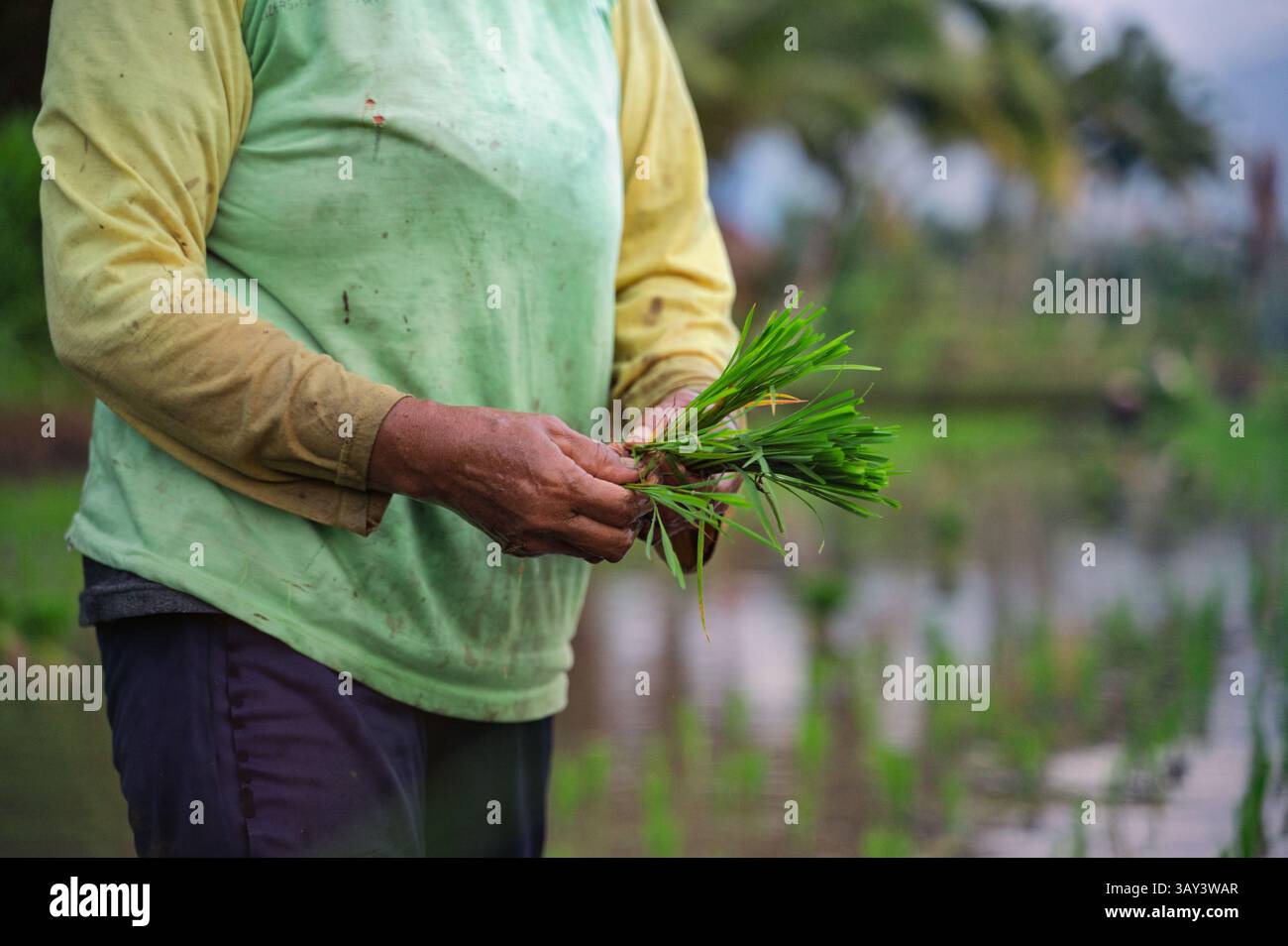 Un agriculteur en Indonésie manipule soigneusement des plants de riz vert vif dans une rizière. La croissance luxuriante reflète l'agriculture traditionnelle, mettant l'accent sur la sust Banque D'Images