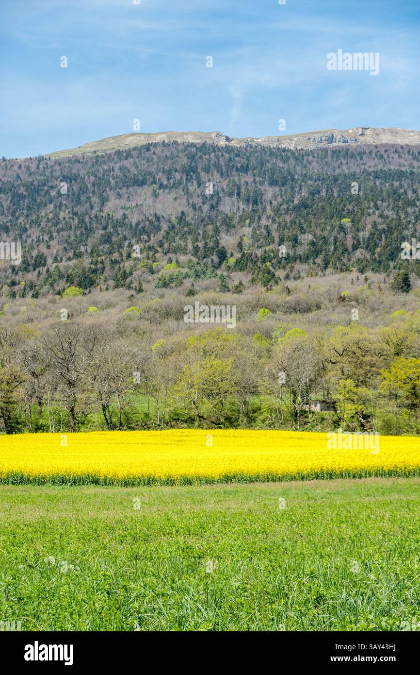 Une vue imprenable sur un champ de colza jaune vif contrastant avec les paysages verdoyants et les collines boisées du Jura, France près de Genève. Banque D'Images