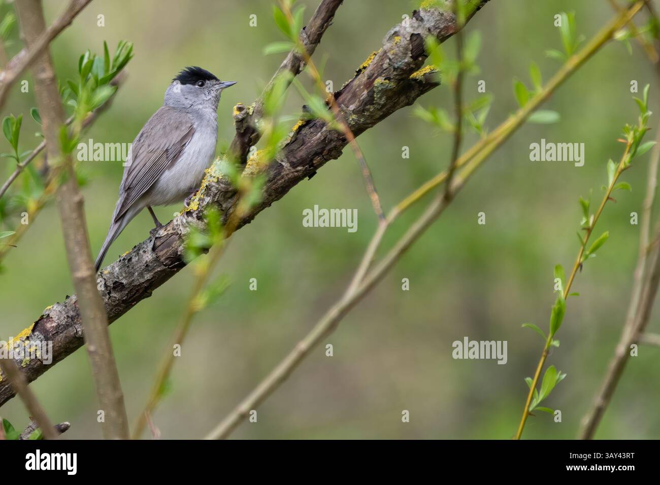 Bouchon noir mâle (Sylvia atricapilla) dans la forêt Banque D'Images