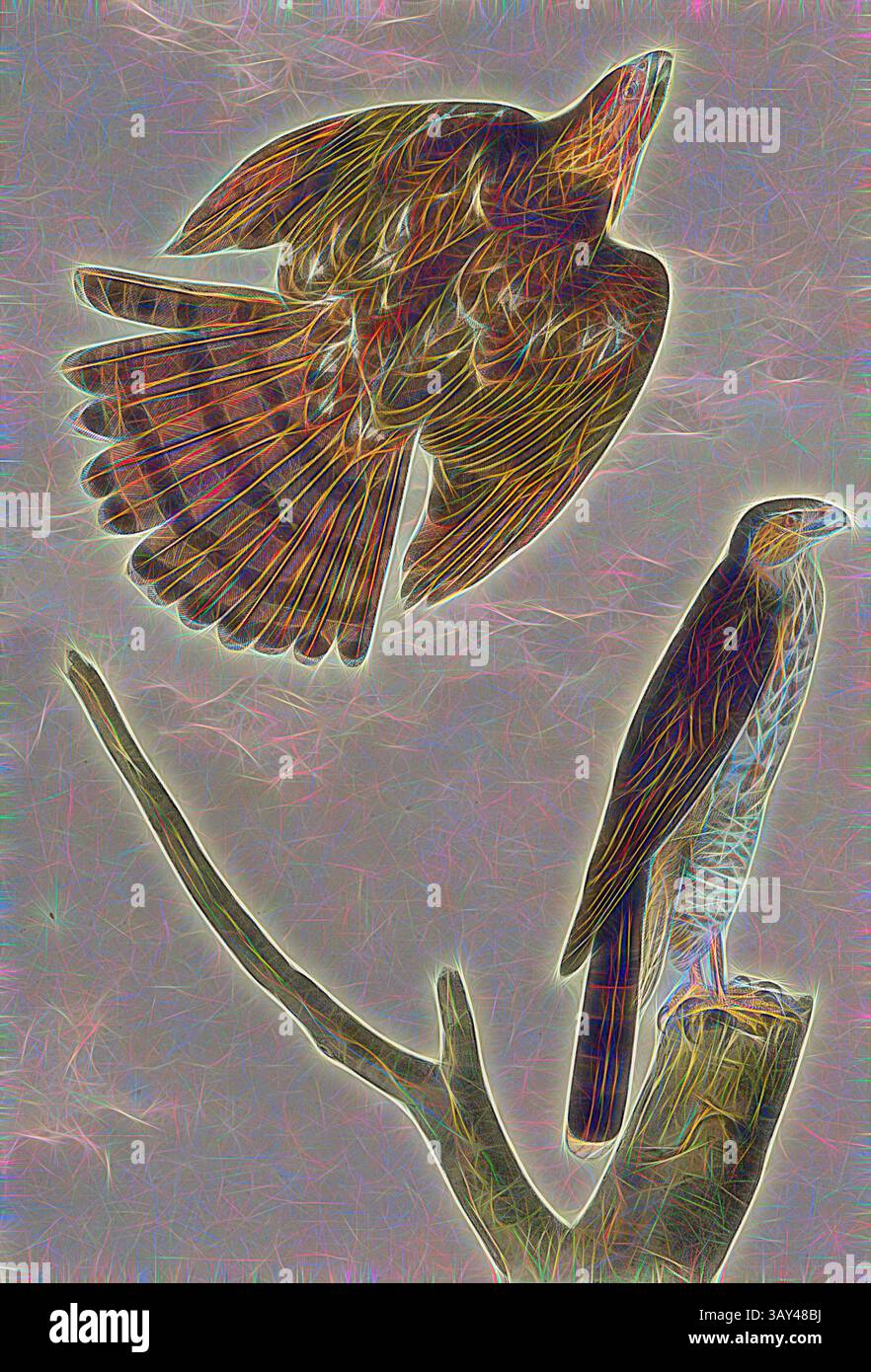 Un oiseau en plein vol affiche ses ailes majestueuses au-dessus d'un oiseau perché sur une branche, les deux étant entourées de couleurs vibrantes et tourbillonnantes qui créent une atmosphère dynamique et éthérée., Coopers Hawk, pervenche à queue ronde (Accipiter cooperi, Astur cooperi), signé : J.J. Audubon, J.T. Bowen, lithographie, PL. 24 (vol. 1), Audubon, John James (tiré) ; Bowen, J. T. (lith.), 1856, John James Audubon : les oiseaux d'Amérique : à partir de dessins réalisés aux États-Unis et dans leurs territoires. New York : Audubon, 1856, Art classique avec une touche de modernité réinventé par Artotop Banque D'Images