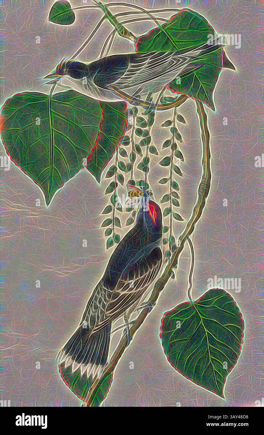 Deux oiseaux délicatement perchés au milieu de feuilles vertes luxuriantes, entrelacés de vignes en cascade, créent une scène sereine. Les couleurs vibrantes des oiseaux contrastent magnifiquement avec le riche feuillage, soulignant leur grâce naturelle., tyran Flycatcher ou oiseau roi - coton-bois, Populus candicans, tyran (Muscicapa tyrannus), peuplier, signé : J.J. Audubon, J.T. Bowen, lithographie, PL. 56 (vol. 1), Audubon, John James (dessiné) ; Bowen, J. T. (lith.), 1856, John James Audubon : les oiseaux d'Amérique : à partir de dessins réalisés aux États-Unis et dans leurs territoires. New York : Audubon, 1856, Art classique avec un moderne Banque D'Images
