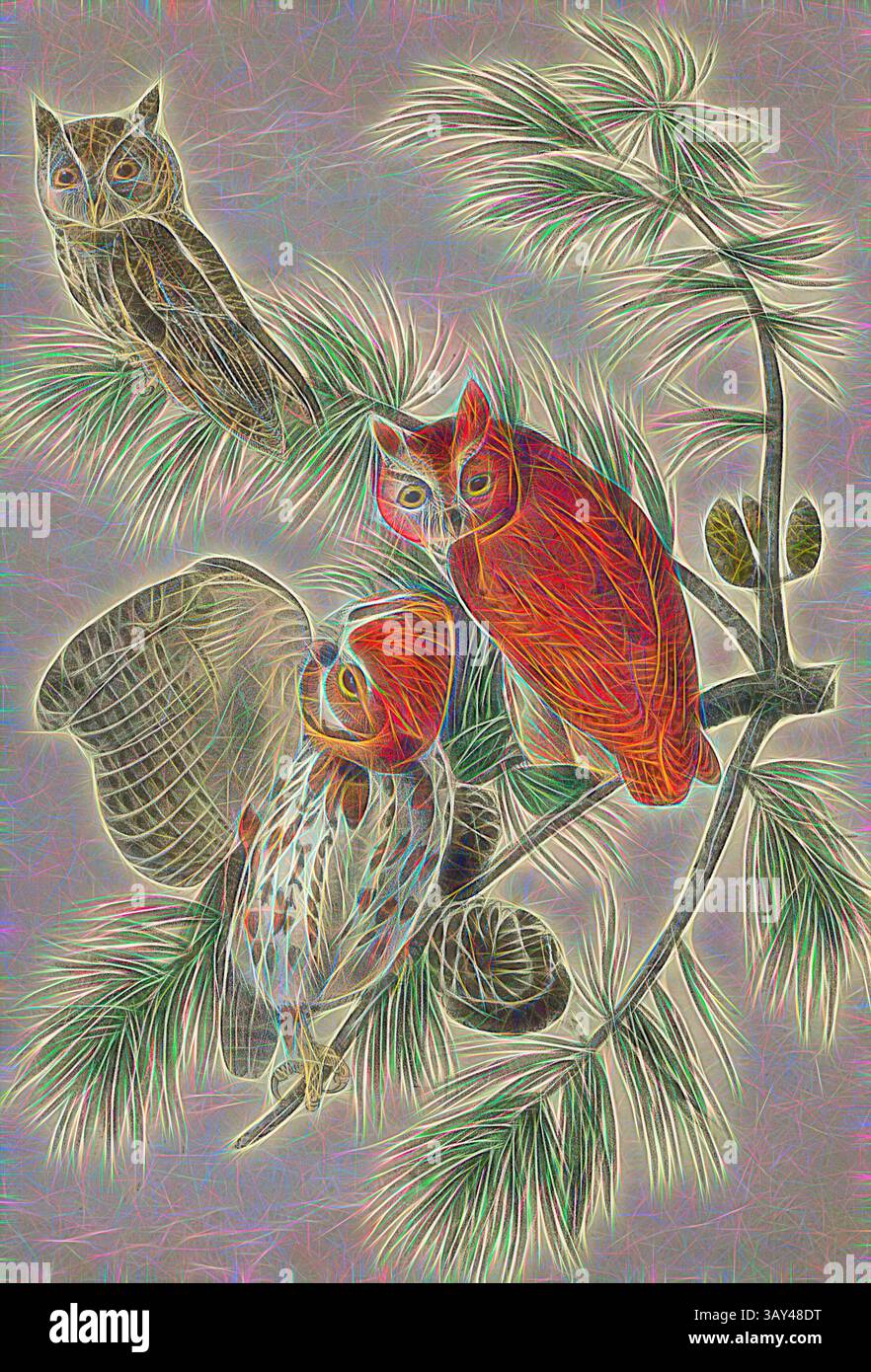 Un trio de chouettes magnifiquement stylisées perchées parmi de délicates branches de pin, présentant des couleurs vibrantes et des motifs complexes qui mettent en valeur leurs caractéristiques et expressions uniques., Little Screech Owl, Screech Owl (Bubo asio), signé : J.J. Audubon, J.T. Bowen, lithographie, PL. 40 (vol. 1), Audubon, John James (dessiné) ; Bowen, J. T. (lith.), 1856, John James Audubon : les oiseaux d'Amérique : à partir de dessins réalisés aux États-Unis et dans leurs territoires. New York : Audubon, 1856, Art classique avec une touche de modernité réinventé par Artotop Banque D'Images