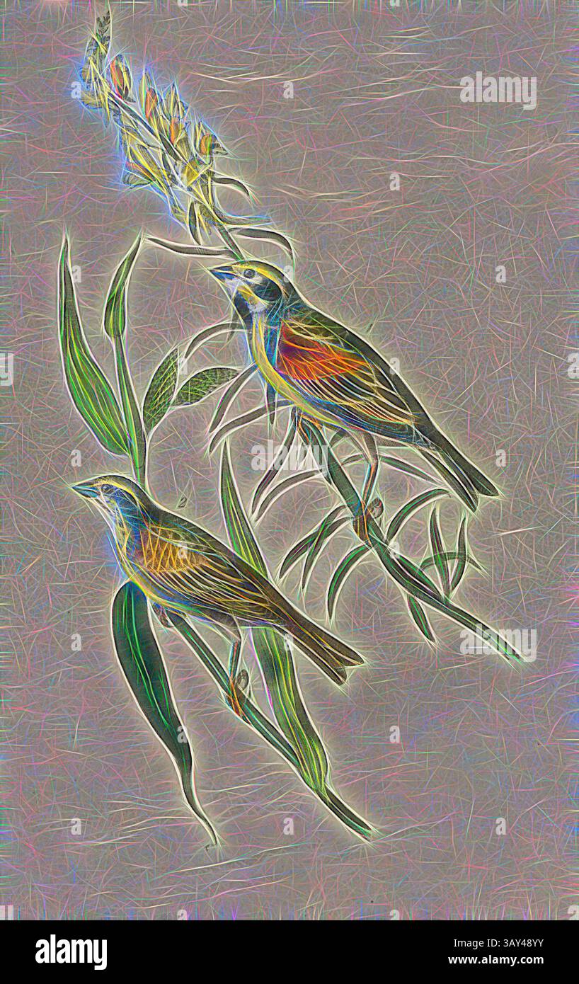 Deux oiseaux vibrants perchés au milieu d'un feuillage délicat, avec des couleurs vives accentuant leurs traits, tandis qu'un groupe de fleurs s'élève élégamment au-dessus d'eux. La composition générale reflète un sentiment d'harmonie dans la nature., banderole à gorge noire - Phalaris arundinacea et Antirrhinum Linaria, banderole (Emberiza americana), herbe à ventre de roseau, bouche de lion, signé : J.J. Audubon, J.T. Bowen, lithographie, PL. 156 (vol. 3), Audubon, John James (tiré) ; Bowen, J. T. (lith.), 1856, John James Audubon : les oiseaux d'Amérique : à partir de dessins réalisés aux États-Unis et dans leurs territoires. New York : Audubon Banque D'Images