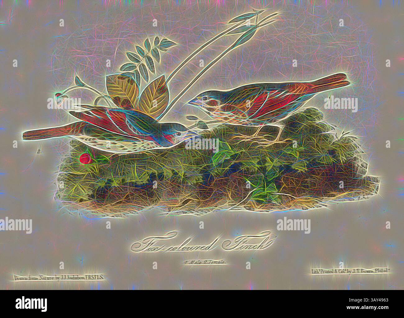 Deux oiseaux colorés sont engagés dans une interaction tendre, entourés de feuillage vibrant et d'éléments naturels. La scène capture un moment de connexion au milieu d'un environnement animé, mettant en valeur la beauté de la nature., Finch couleur renard, Finch (Fringilla iliaca), signé : J.J. Audubon, J.T. Bowen, lithographie, PL. 186 (volume 3), Audubon, John James (dessiné) ; Bowen, J. T. (lith.), 1856, John James Audubon : les oiseaux d'Amérique : à partir de dessins réalisés aux États-Unis et dans leurs territoires. New York : Audubon, 1856, Art classique avec une touche de modernité réinventé par Artotop Banque D'Images