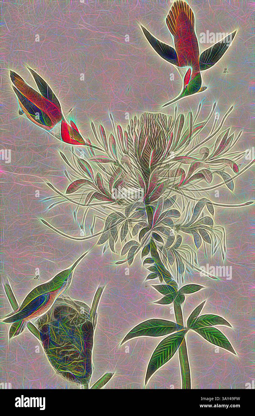 Une fleur vibrante avec des pétales complexes entourés de colibris colorés à mi-vol, créant une scène animée de la beauté de la nature., Humming-Bird à cou roux - Cleome heptaphylla, cannelle rouge ou crevette renard (Selasphorus rufus), signé : J.J. Audubon, J.T. Bowen, lithographie, PL. 254 (vol. 4), Audubon, John James (tiré) ; Bowen, J. T. (lith.), 1856, John James Audubon : les oiseaux d'Amérique : à partir de dessins réalisés aux États-Unis et dans leurs territoires. New York : Audubon, 1856, Art classique avec une touche de modernité réinventé par Artotop Banque D'Images