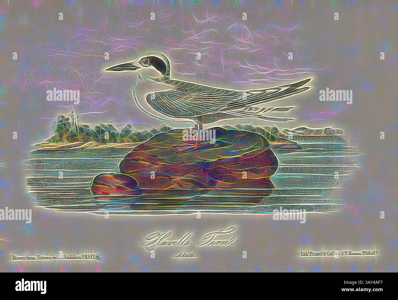 Représentation stylisée d'un oiseau perché sur un rocher au bord de l'eau, entouré d'un paysage coloré et abstrait qui évoque des collines lointaines et un environnement serein., Havells Tern, Tern (Sterna havellii), signé : J.J. Audubon, J.T. Bowen, lithographie, PL. 434 (vol. 7), Audubon, John James (tiré) ; Bowen, J. T. (lith.), 1856, John James Audubon : les oiseaux d'Amérique : à partir de dessins réalisés aux États-Unis et dans leurs territoires. New York : Audubon, 1856, Art classique avec une touche de modernité réinventé par Artotop Banque D'Images