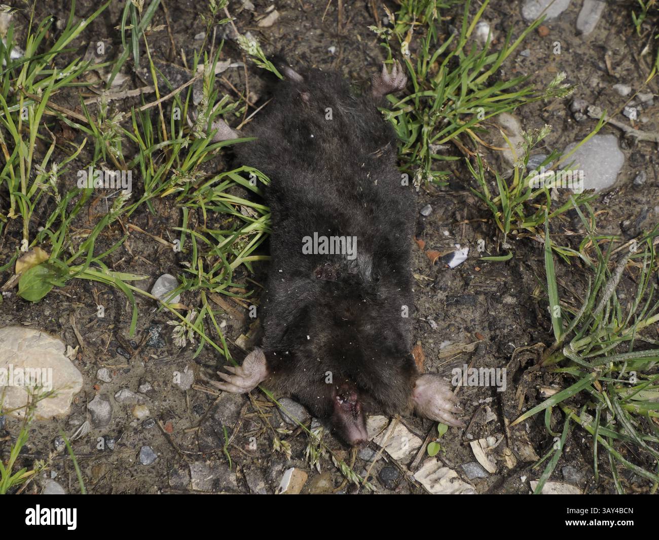 Une taupe morte en gros plan Banque D'Images