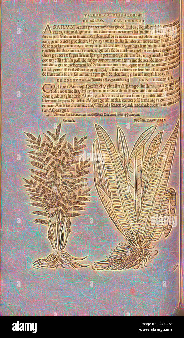 Une illustration complexe présente deux espèces végétales distinctes, présentant un feuillage et des structures détaillées, accompagnées d'un texte qui discute de leurs caractéristiques botaniques et de leurs utilisations médicinales. La conception souligne à la fois la beauté des plantes et le contenu informatif., Corrida, Phyllitis, illustration d'une plante appelée Corruda et d'une langue de cerf du 16ème siècle, Fig. 52, p. 112v, 1561, Valerius Cordus, Konrad Gessner, Benedictus Aretius, Pedanius Dioscorides : in hoc volumine continentur Valerii Cordi Simesusii annotationes in Pedacii Dioscoridis Anazarbei de medica materia libros V Banque D'Images Une illustration complexe présente deux espèces végétales distinctes, présentant un feuillage et des structures détaillées, accompagnées d'un texte qui discute de leurs caractéristiques botaniques et de leurs utilisations médicinales. La conception souligne à la fois la beauté des plantes et le contenu informatif., Corrida, Phyllitis, illustration d'une plante appelée Corruda et d'une langue de cerf du 16ème siècle, Fig. 52, p. 112v, 1561, Valerius Cordus, Konrad Gessner, Benedictus Aretius, Pedanius Dioscorides : in hoc volumine continentur Valerii Cordi Simesusii annotationes in Pedacii Dioscoridis Anazarbei de medica materia libros V Banque D'Images