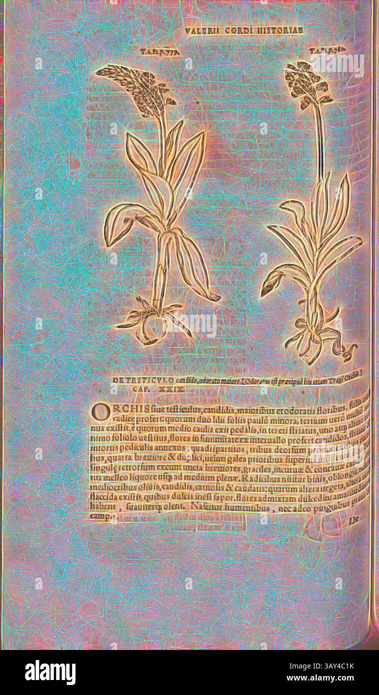 Une représentation botanique illustrée mettant en vedette deux fleurs distinctes, chacune étiquetée avec leurs noms scientifiques. Sous les illustrations, un paragraphe de texte fournit des informations descriptives sur les plantes, y compris leurs caractéristiques et leur habitat. L'œuvre combine des formes naturelles détaillées avec une mise en page ornée., un autre testicule, illustration de deux plantes appelées Testiculus alius du 16ème siècle, Fig. 82, p. 129v, 1561, Valerius Cordus, Konrad Gessner, Benedictus Aretius, Pedanius Dioscorides : in hoc volumine continentur Valerii Cordi Simesusii annotationes chez Pedacii Dioscoridis Banque D'Images