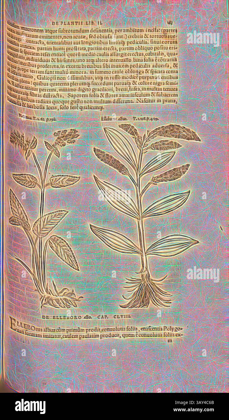 Illustration complexe d'une plante avec des caractéristiques botaniques détaillées, accompagnée d'un texte descriptif décrivant ses caractéristiques et ses utilisations. Les lignes délicates et les textures véhiculent un sens artistique dans la représentation scientifique., Veronica, Elleborus albus, illustration d'un prix honorifique et d'un germer blanc du XVIe siècle, Fig. 144, p. 165r, 1561, Valerius Cordus, Konrad Gessner, Benedictus Aretius, Pedanius Dioscorides : in hoc volumine continentur Valerii Cordi Simesusii annotationes in Pedacii Dioscoridis Anazarbei de medica materia libros V. [...]. Argentorati : excudebat Josias Banque D'Images