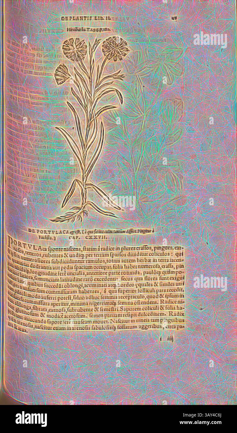 Une représentation botanique illustrée mettant en vedette une plante à fleurs détaillée, accompagnée d'un texte latin qui décrit ses caractéristiques et ses utilisations. La conception met l'accent sur la structure de la plante, tandis que le texte donne un aperçu de ses applications médicinales ou pratiques., Hircibarba, illustration d'une plante appelée Hircibarba du XVIe siècle, Fig. 127, p. 156r, 1561, Valerius Cordus, Konrad Gessner, Benedictus Aretius, Pedanius Dioscorides : in hoc volumine continentur Valerii Cordi Simesusii annotationes in Pedacii Dioscoridis Anazarbei de medica materia libros V. [...]. Argentorati Banque D'Images