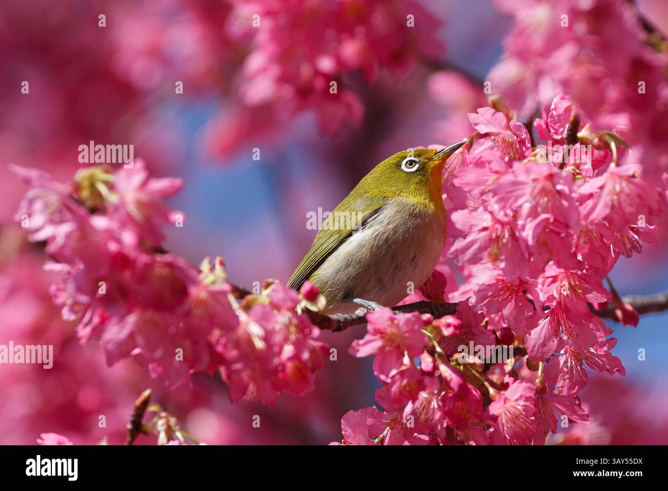 Oiseaux japonais à yeux blancs (Zosterops japonicus) se nourrissant de cerisiers en fleurs précoces dans un parc de Tsuruma, Zosterops-japonicusKanagawa, Japon. Banque D'Images
