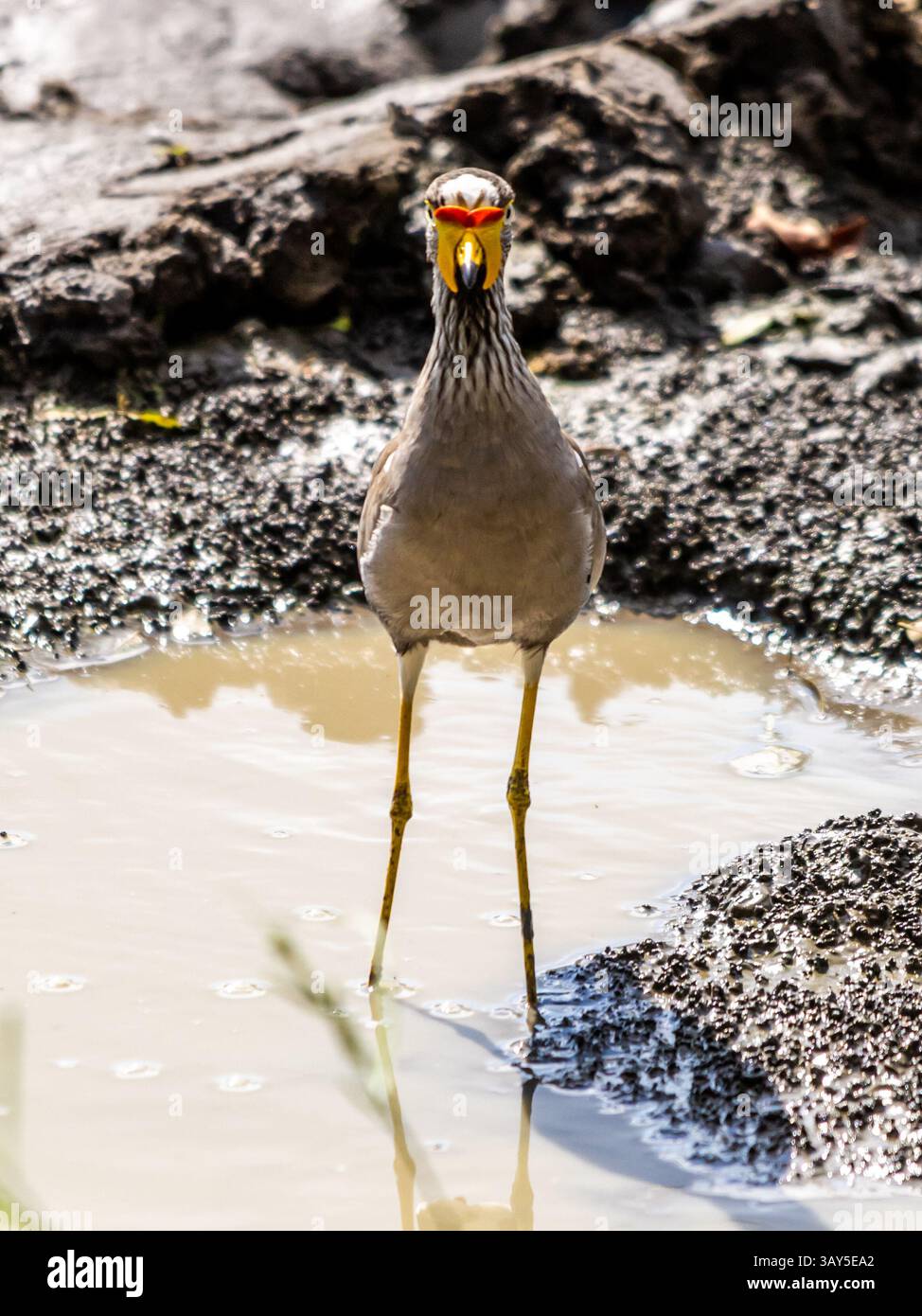 Un caressé africain qui se dresse dans l'eau dans une petite piscine pendant la saison humide du parc national Kruger, en Afrique du Sud. Banque D'Images