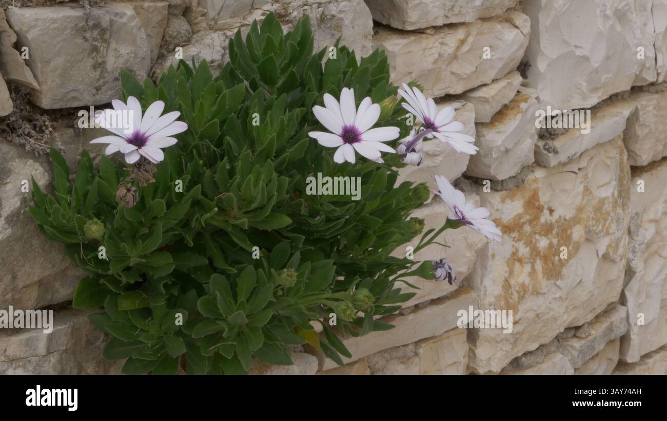 Les fleurs poussent d'un mur à Nissaki, Corfou. Banque D'Images