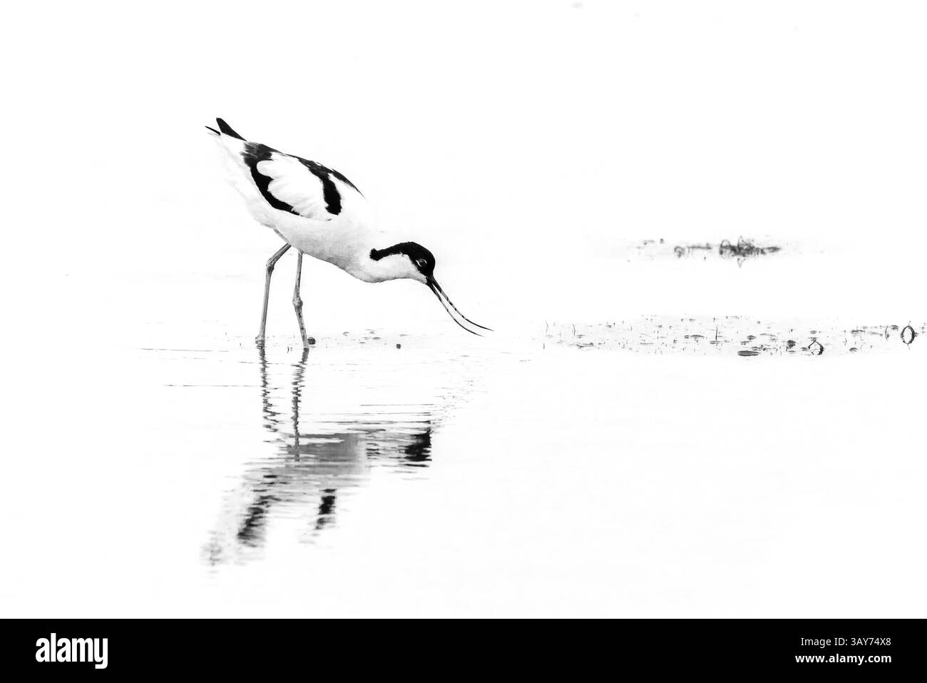 Un avocet pataugeoire dans la réserve naturelle de Keyhaven, Hampshire Royaume-Uni Banque D'Images