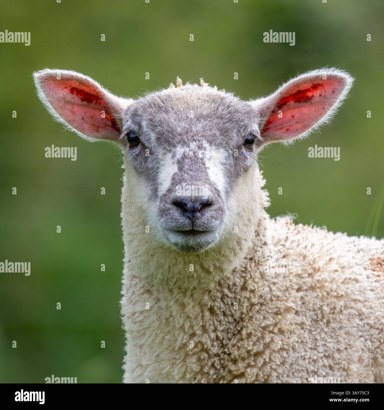 Plan de tête d'un jeune agneau agite un backgroun vert - (mouflon européen (Ovis aries musimon) Banque D'Images