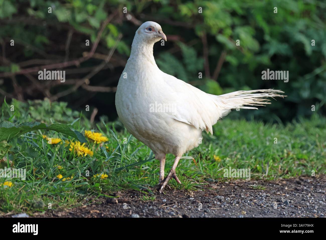 Rare poule de faisan blanc près de la réserve naturelle de Tophill Low, East Yorkshire, Royaume-Uni Banque D'Images