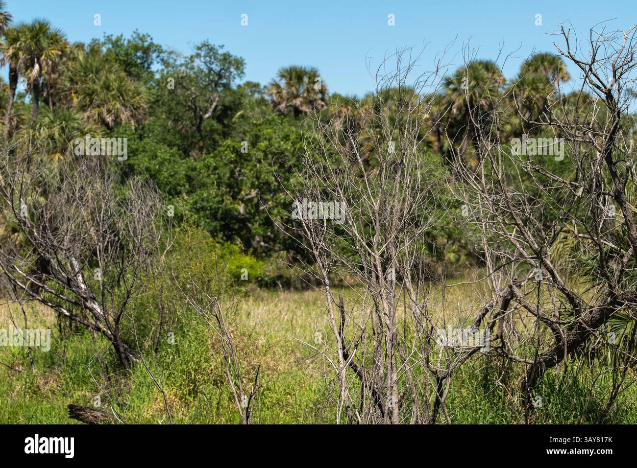 Branches sèches sans feuilles dans un paysage forestier subtropical vert Banque D'Images