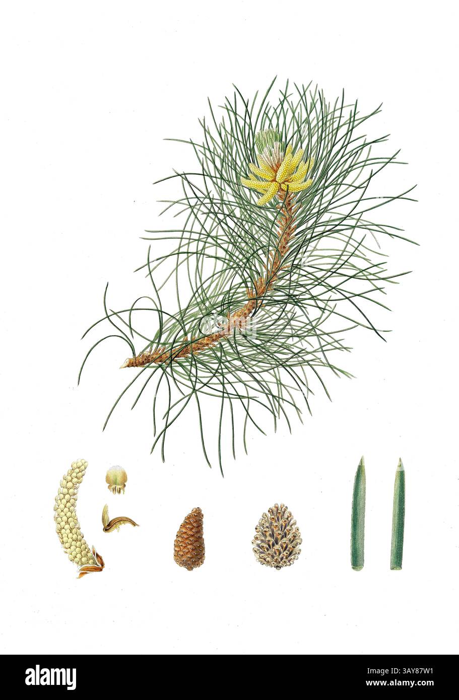 Schwarzkiefer, Korsische Schwarzkiefer, Larus laricio, PIN Corse, Baum, Digital verbesserte Reproduktion eines original von Aylmer Bourke Lambert 1761 - 1842, englischer Botaniker, erschienen um 1810 Banque D'Images