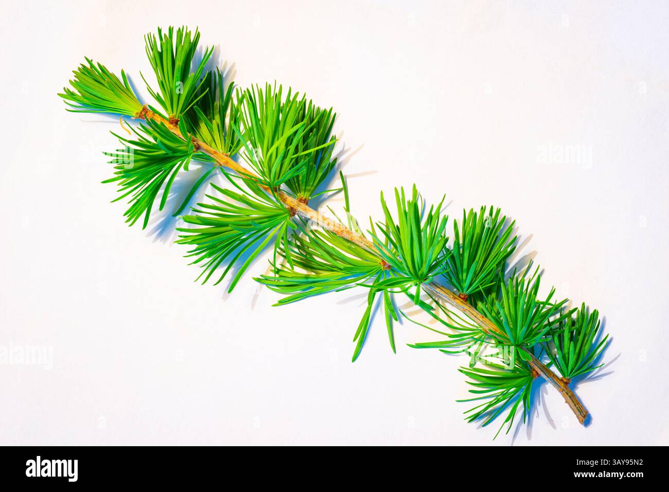 Image détaillée de nouvelles aiguilles vertes fraîches sur une branche de mélèze (Larix decidua ou mélèze européen) isolée sur fond blanc. Banque D'Images