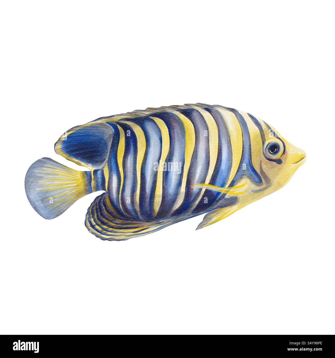 Poissons exotiques. Poisson-ange empereur avec coloration bleue et jaune et motif rayé. Poissons marins à nageoires rayonnées de la famille des angeliers. Aquarelle Banque D'Images
