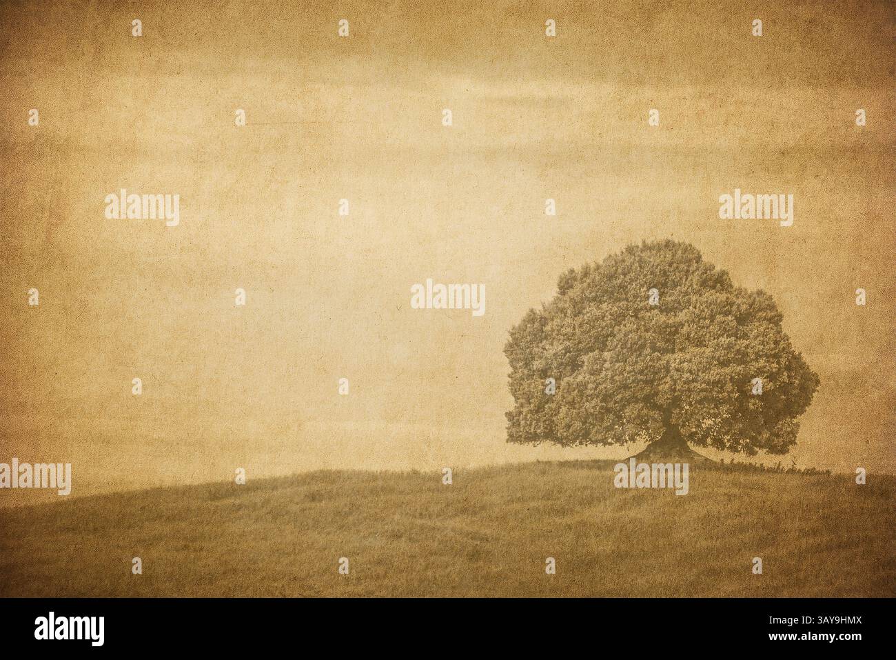 Image vintage d'un arbre dans un champ. Banque D'Images