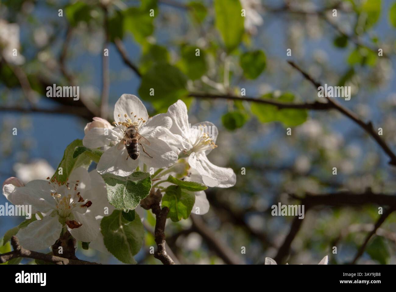 Une abeille pollinise activement une délicate fleur de pommier sous le soleil lumineux du printemps. Banque D'Images