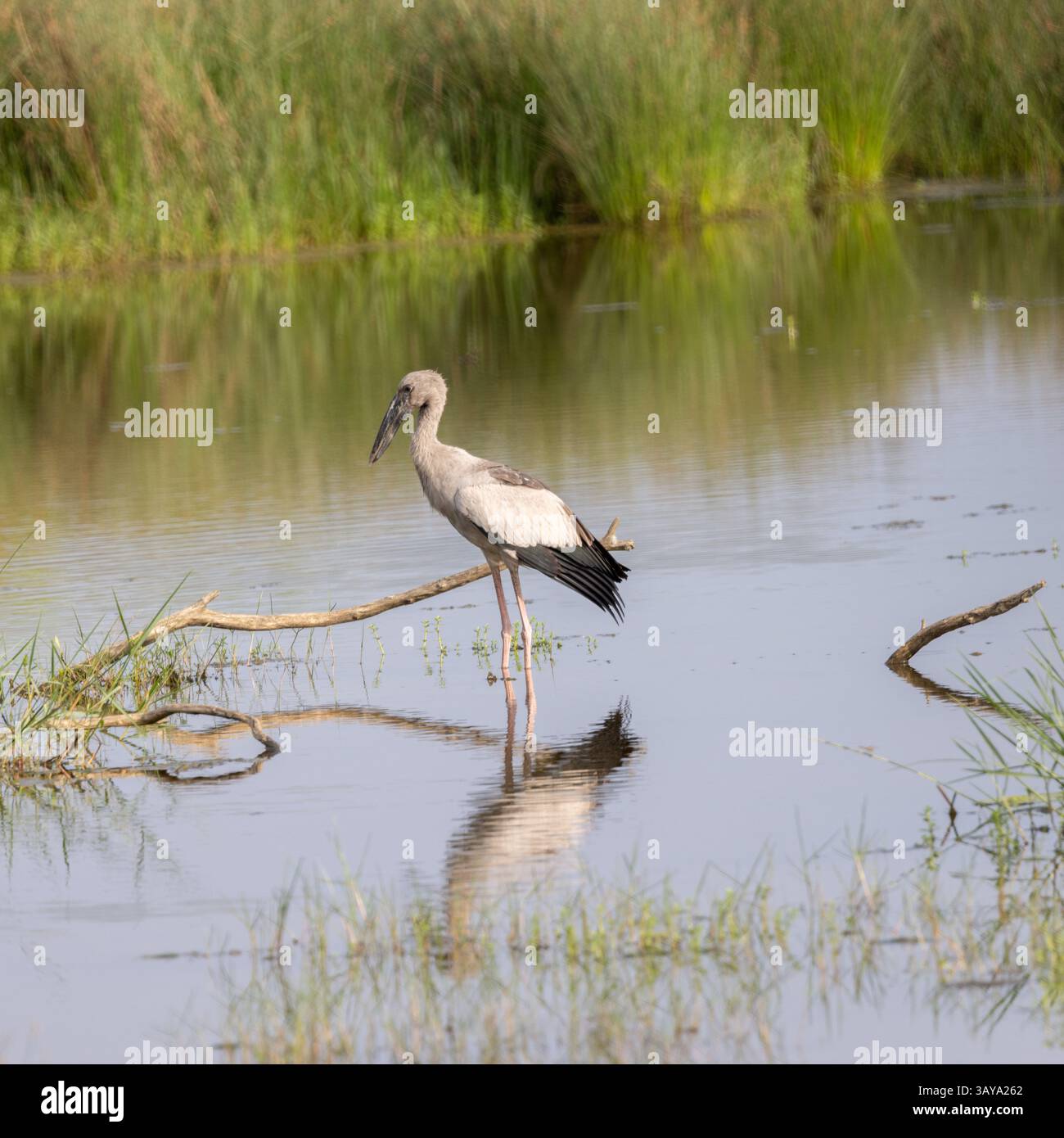 Une cigogne asiatique à bec ouvert dans le parc national de Yala, au Sri Lanka Banque D'Images